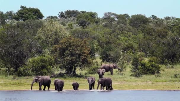 Afrikansk Bush Elefantgrupp Dricka Och Bada Sjön Kruger National Park — Stockvideo