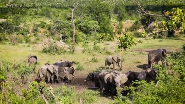 Güney Afrika 'daki Kruger Ulusal Parkı' nda çamur banyosu yapan küçük bir Afrika fili grubu olan Specie Loxodonta africana fil familyasından.