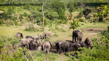 Güney Afrika 'daki Kruger Ulusal Parkı' nda çamur banyosu yapan küçük bir Afrika fili grubu olan Specie Loxodonta africana fil familyasından.