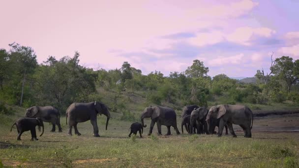 Groupe Éléphants Brousse Afrique Marchant Dans Des Paysages Trous Eau — Video
