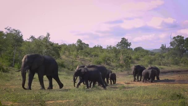 Gruppo Elefanti Del Bush Africano Che Camminano Nel Paesaggio Delle — Video Stock