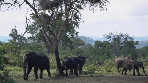 Afrikanischer Buschelefant Pflegt Und Kratzt Baum Kruger Nationalpark Südafrika Art — Stockvideo