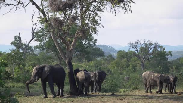 Elefante Cespuglio Africano Toelettatura Graffiatura Albero Nel Parco Nazionale Kruger — Video Stock