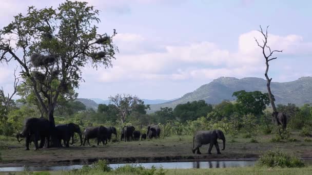 Éléphant Brousse Afrique Toilettant Grattant Des Arbres Dans Parc National — Video