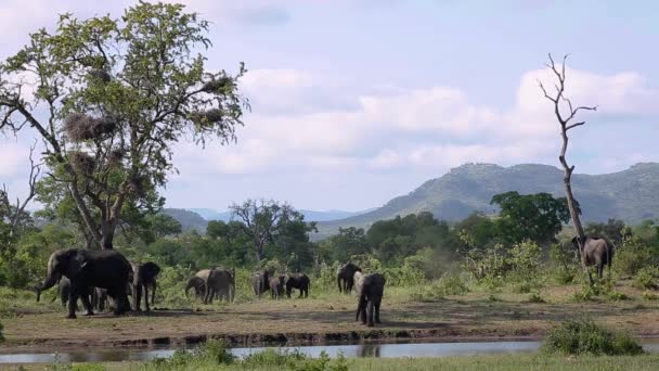 Afrikanischer Buschelefant Pflegt Und Kratzt Baum Kruger Nationalpark Südafrika Art — Stockvideo