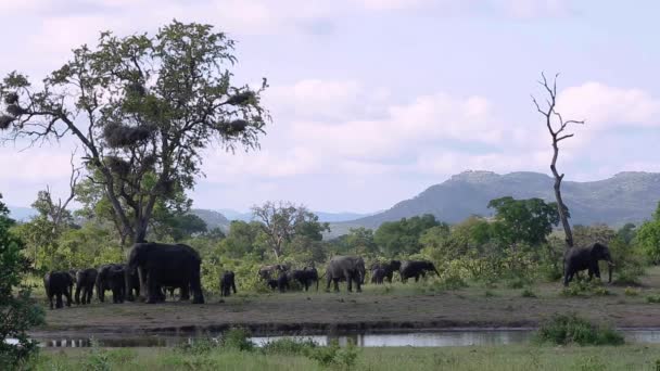 Arbusto Africano Elefante Aliciamento Arranhões Árvore Parque Nacional Kruger África — Vídeo de Stock