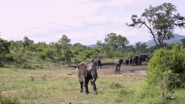 Grupo Elefantes Arbustos Africanos Caminando Paisaje Pozos Agua Parque Nacional — Vídeos de Stock