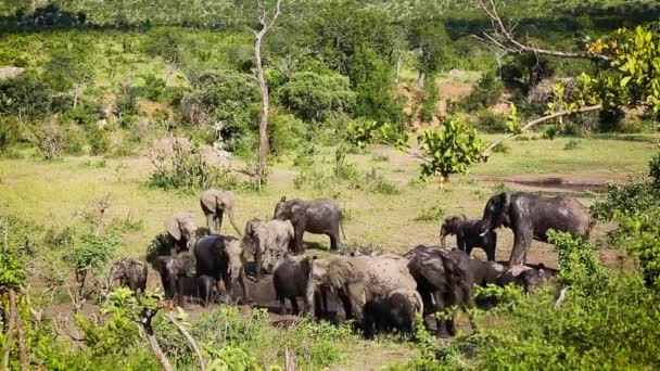 Небольшая Группа Африканских Слонов Принимающих Грязевую Ванну Национальном Парке Крюгер — стоковое видео