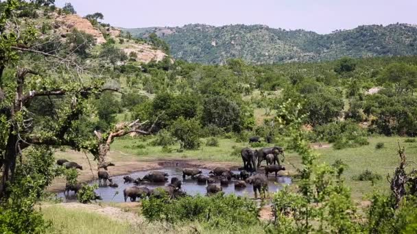 Afrikansk Buske Elefant Och Afrikansk Buffel Dela Vattenhål Kruger National — Stockvideo