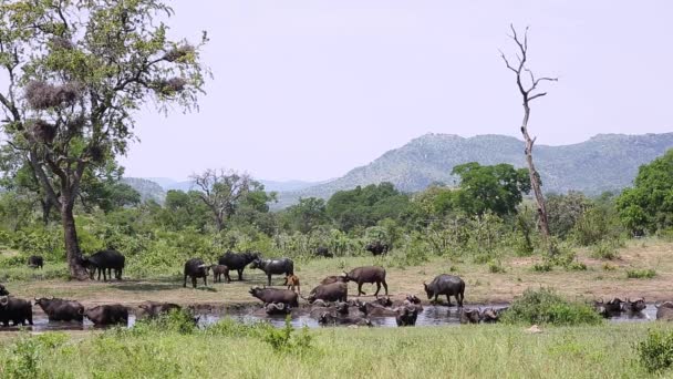 Afrikansk Buffelhjord Vattenhålslandskap Kruger Nationalpark Sydafrika Specie Syncerus Caffer Familj — Stockvideo