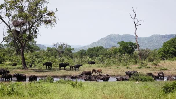 南非克鲁格国家公园水孔景观中的非洲水牛群 Bovidae水牛科物种 — 图库视频影像