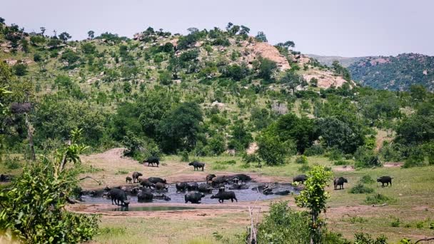 African Buffalo Herd Waterhole Scenery Kruger National Park South Africa — Vídeo de stock