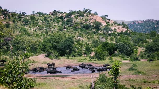 African Buffalo Herd Waterhole Scenery Kruger National Park South Africa — Wideo stockowe