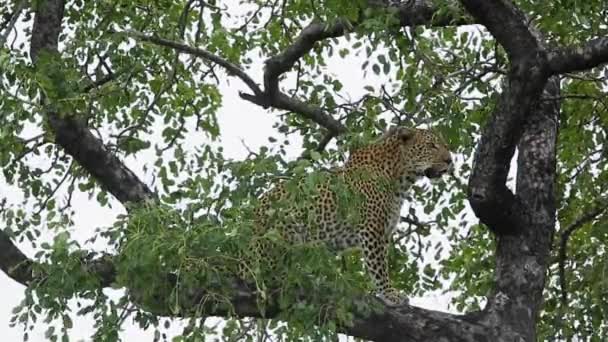 Leopardo Piedi Ramo Albero Nel Parco Nazionale Kruger Sud Africa — Video Stock