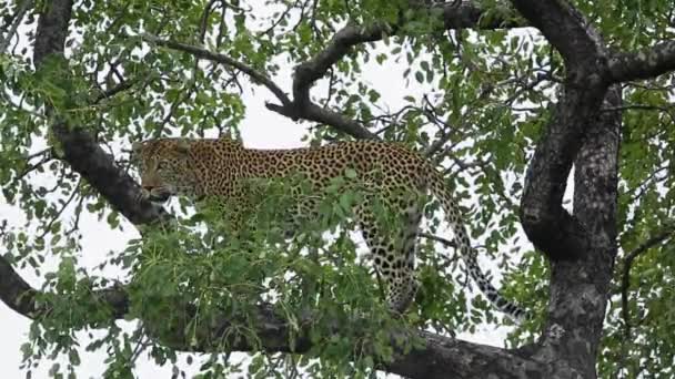 Leopardo Pie Sobre Una Rama Árbol Parque Nacional Kruger Sudáfrica — Vídeo de stock
