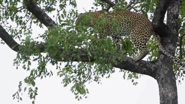 南アフリカのクルーガー国立公園の木の枝の上に立っているレオパール フェルガス科のスパンテラパーラファミリー — ストック動画