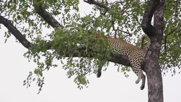Leopardo Árbol Parque Nacional Kruger Sudáfrica Especie Panthera Pardus Familia — Vídeo de stock