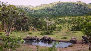 Güney Afrika 'daki Kruger Ulusal Parkı' ndaki su birikintisinde su içen Afrika fili sürüsü; Fil giller familyasından Specie Loxodonta africana