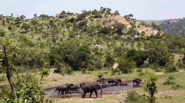 Afrika çalı fili ve Afrika bufalosu Güney Afrika 'daki Kruger Ulusal Parkı' nda su birikintisini paylaşıyorlar.