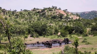 Afrika çalı fili ve Afrika bufalosu Güney Afrika 'daki Kruger Ulusal Parkı' nda su birikintisini paylaşıyorlar.