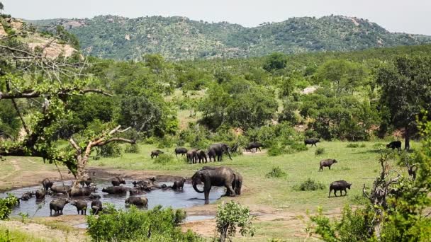 Afrikansk Buske Elefant Och Afrikansk Buffel Dela Vattenhål Kruger National — Stockvideo