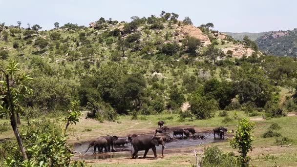 Elefante Arbusto Africano Búfalo Africano Compartiendo Charco Parque Nacional Kruger — Vídeos de Stock