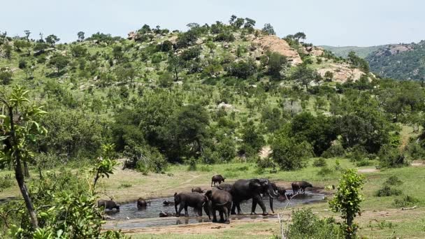 アフリカのブッシュ象とアフリカのバッファローは 南アフリカのクルーガー国立公園でウォーターホールを共有しています — ストック動画