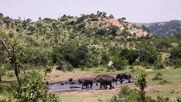 非洲丛林象和非洲水牛在南非克鲁格国家公园共享水坑 非洲大象科物种Loxodonta — 图库视频影像