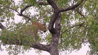 Güney Afrika 'daki Kruger Ulusal Parkı' nda bir dalda duran ve esneyen leopar Felidae ailesinden Specie Panthera Pardus.
