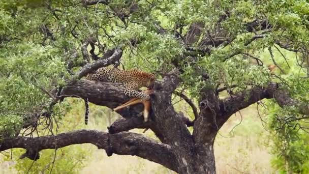 Leopardo Comiendo Presas Árbol Parque Nacional Kruger Sudáfrica Especie Panthera — Vídeos de Stock