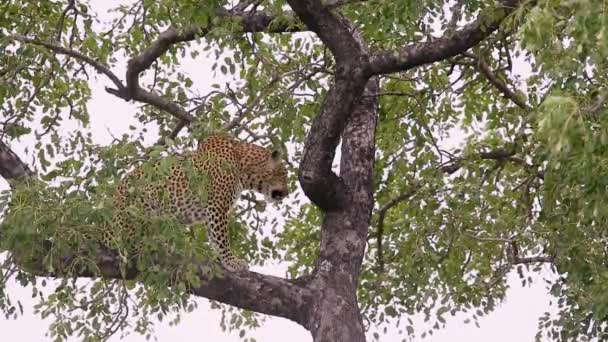 南アフリカのクルーガー国立公園の枝の上に立っているレオパール フェルナス科のスパイナンパンテラパーラファミリー — ストック動画