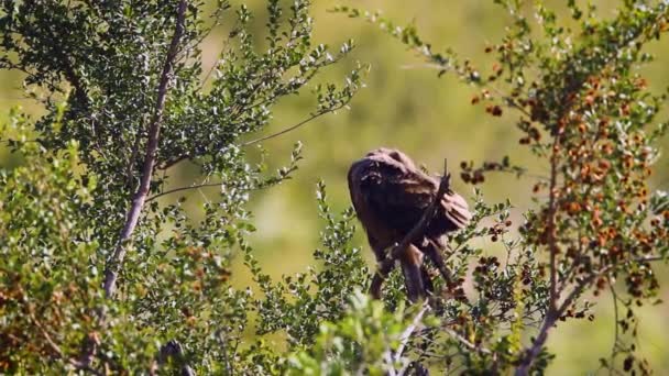 南アフリカのクルーガー国立公園の木でウォルバーグのイーグルグルグルーミングとプレイング アシペトリトス科のスパイナイエーアハーテスワールドファミリー — ストック動画