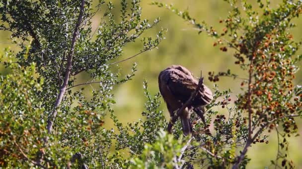Wahlberg Eagle Grooming Preening Tree Kruger National Park Sudáfrica Specie — Vídeo de stock