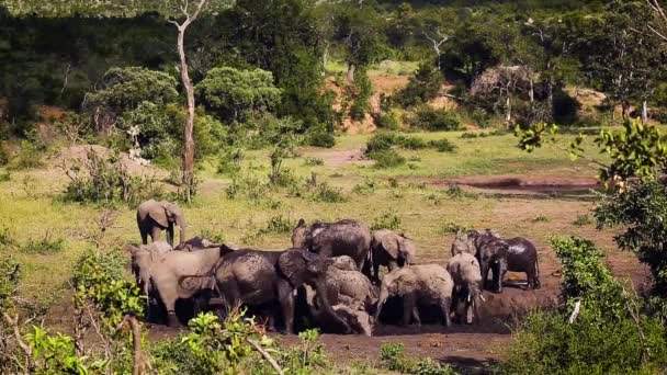 南アフリカのクルーガー国立公園で泥風呂を持っているアフリカのブッシュ象群 エレシャンガーのアフリカの家族 — ストック動画