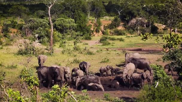 Afrikansk Buske Elefantgrupp Som Badar Lera Kruger Nationalpark Sydafrika Art — Stockvideo