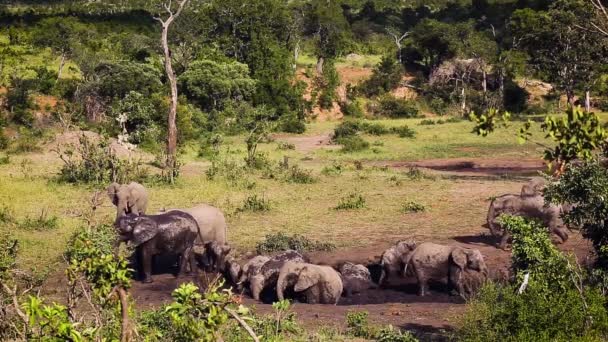 Grupo Elefantes Arbustivos Africanos Tomando Baños Barro Parque Nacional Kruger — Vídeo de stock