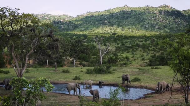 Manada Elefantes Arbustivos Africanos Bebiendo Pozo Agua Paisaje Sabana Verde — Vídeos de Stock
