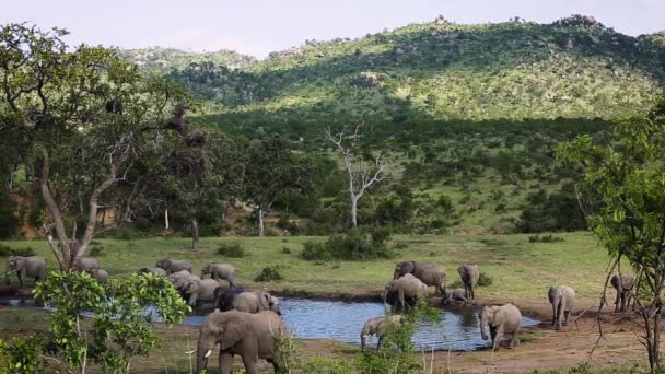 南アフリカのクルーガー国立公園の緑のサバンナの景色でアフリカのブッシュ象の群れを飲む エレシャンガーのスパイナ ロクソドンタ アフリカンファミリー — ストック動画