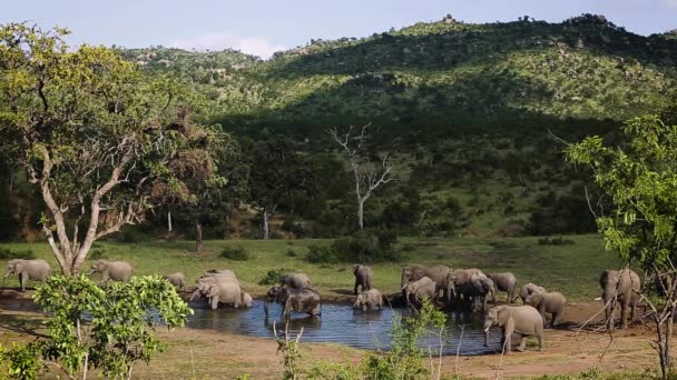 Alberi Elefanti Cespugli Africani Che Bevono Alla Pozza Acqua Nel — Video Stock