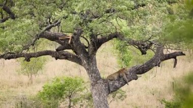 Güney Afrika 'daki Kruger Ulusal Parkı' nda avını izleyen bir ağaçta dinlenen leopar Felidae ailesinden Specie Panthera Pardus.