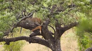 Güney Afrika 'daki Kruger Ulusal Parkı' ndaki ağaçta avını yiyen leopar Felidae familyasından Specie Panthera pardus.