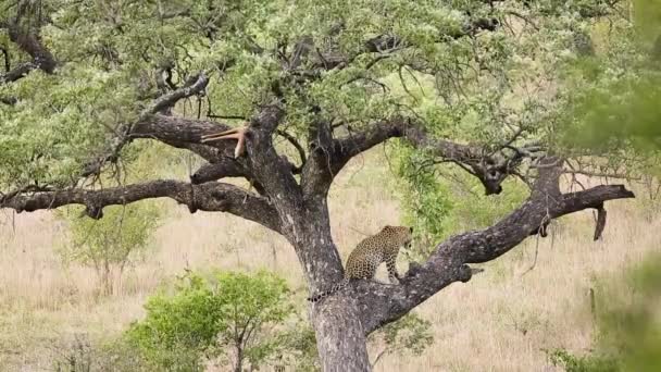 Leopard Vilar Ett Träd Tittar Efter Sitt Byte Kruger National — Stockvideo