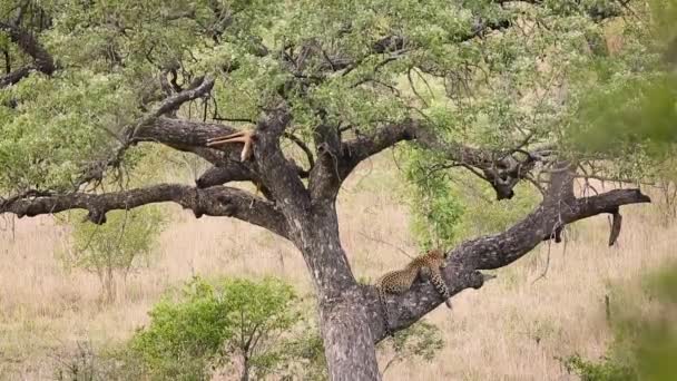 레오파드는 남아프리카 공화국 크루거 국립공원에서 먹이를 구경하는 나무에서 휴식을 취한다 — 비디오
