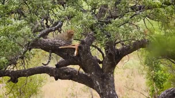 레오파드는 크루거 남아프리카 공화국의 나무에서 먹이를 펠리그라의 스페인어 Panthera 파르두스 — 비디오
