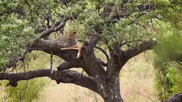 Leopardo Comiendo Presas Árbol Parque Nacional Kruger Sudáfrica Especie Panthera — Vídeos de Stock