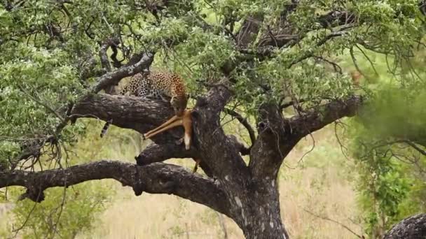 Leopardo Comiendo Presas Árbol Parque Nacional Kruger Sudáfrica Especie Panthera — Vídeo de stock