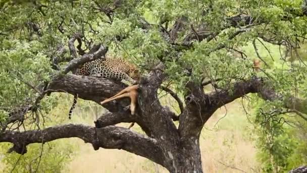 Leopard Eating Prey Tree Kruger National Park South Africa Specie — Stock Video