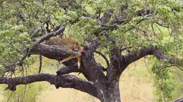 Leopardo Comendo Presas Uma Árvore Parque Nacional Kruger África Sul — Vídeo de Stock