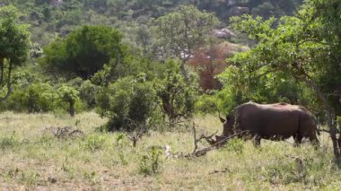 Güney Afrika 'daki Kruger Ulusal Parkı' nda yeşil savanada yürüyen Güney beyaz gergedan; Güney Afrika 'daki Specie Ceratotherium simum simum gergedan familyası