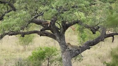 Güney Afrika 'daki Kruger Ulusal Parkı' nda avını izleyen bir ağaçta dinlenen leopar Felidae ailesinden Specie Panthera Pardus.